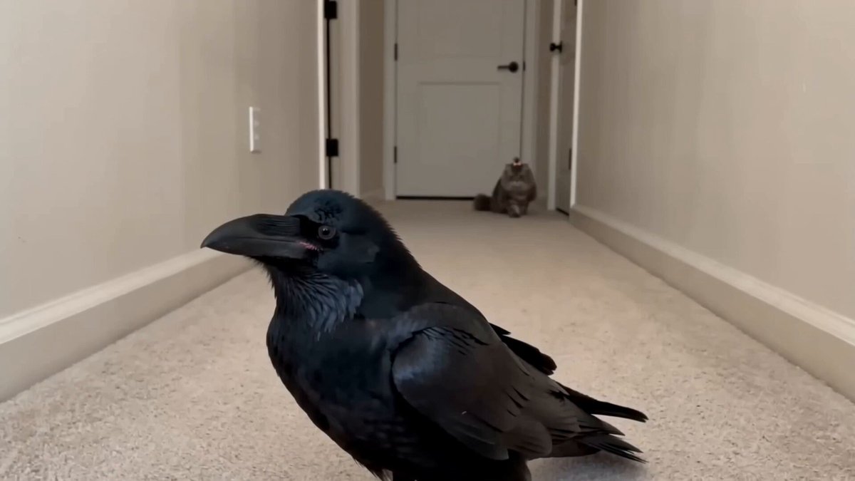 Crow and Cat Hug Video Prompt