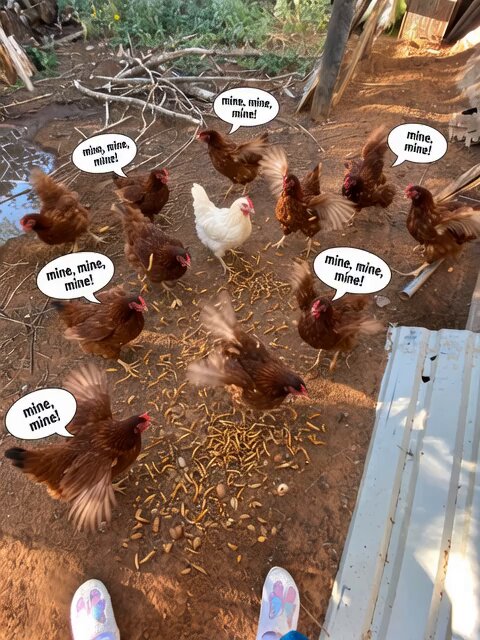 Chickens Scratching Mealworms Video