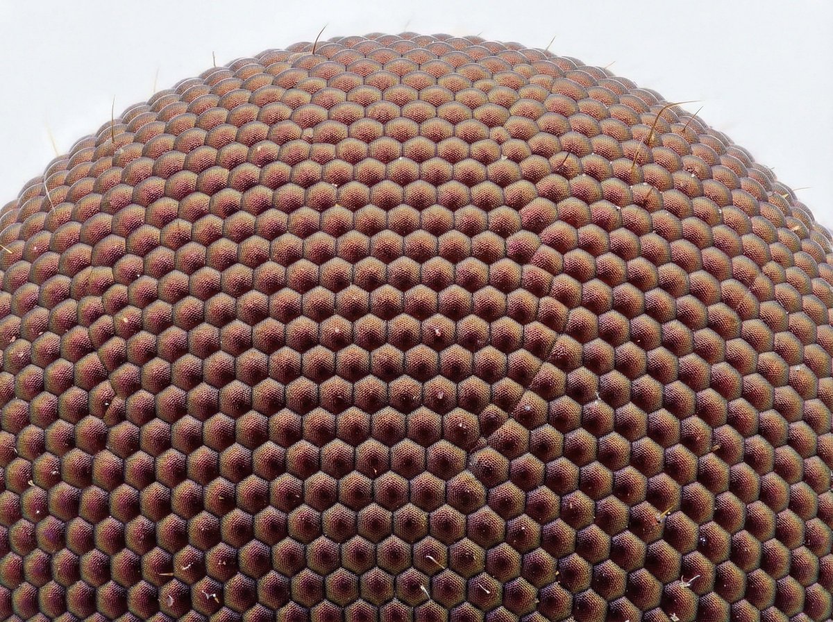 Microscopic View of a Subject 3